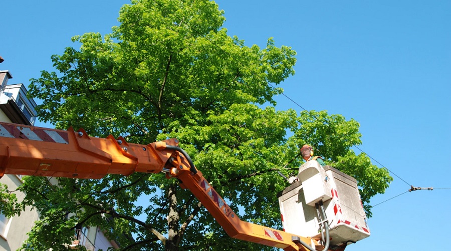 Pruning vs. Tree Trimming